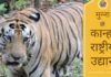 मुन्ना बाघ – मध्यप्रदेश के कान्हा राष्ट्रीय उद्यान का प्रसिद्ध सितारा Munna Tiger - Kanha National Park