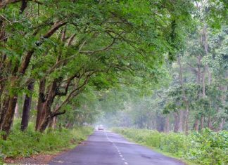 होलोंग – जलदापारा राष्ट्रीय उद्यान का जैव विविधता अतिक्षेत्र चिलापाटा वन्य मार्ग
