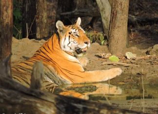 कॉलरवाली बाघिन – पेंच राष्ट्रीय उद्यान की रानी