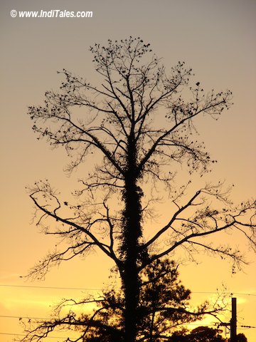 A ree at sunset - Happy New year