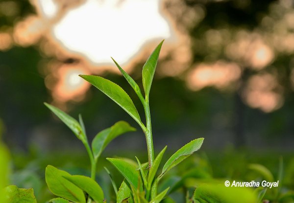 Fresh light green colored Tea leaf
