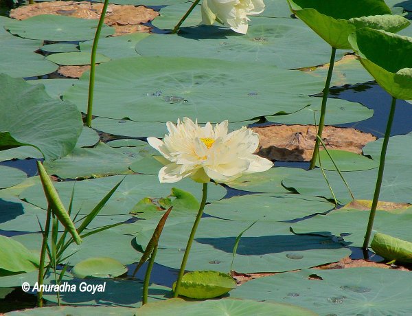 Lotus at the beautiful Sibasagar lake