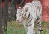 White Tiger at Nehru Zoo, Hyderabad