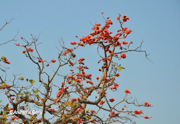 Forest Flame or Palash flower, Chhattisgarh