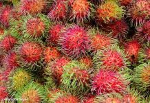 Rambutan fruit flesh is sweet and sour to taste after peeling off the skin