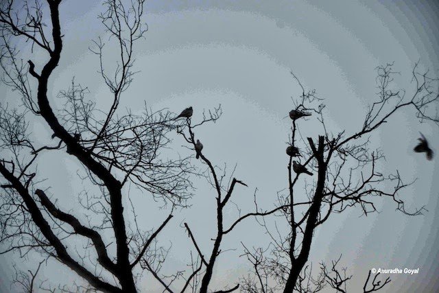 Landscape scene of birds on the tree branches on our Ropar nature trail