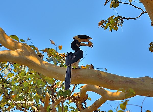 Cashew fruit in the beaks of Hornbill