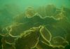 Corals found while Scuba Diving in Malvan