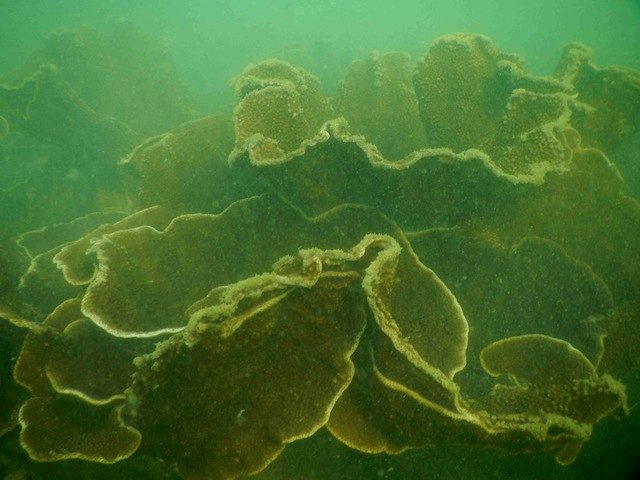 Corals found while Scuba Diving in Malvan