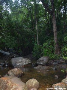 Ponmudi Hills – Southern End Of Western Ghats - Inditales