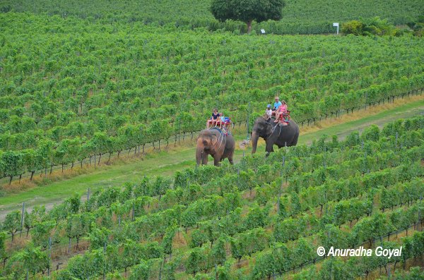 Elephant Ride through the Vineyard