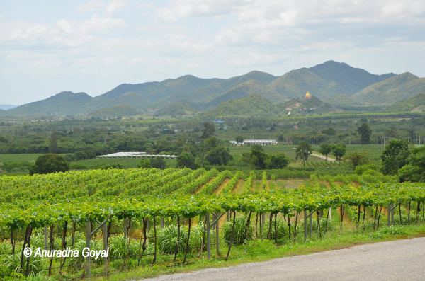 Hua Hin Vineyards