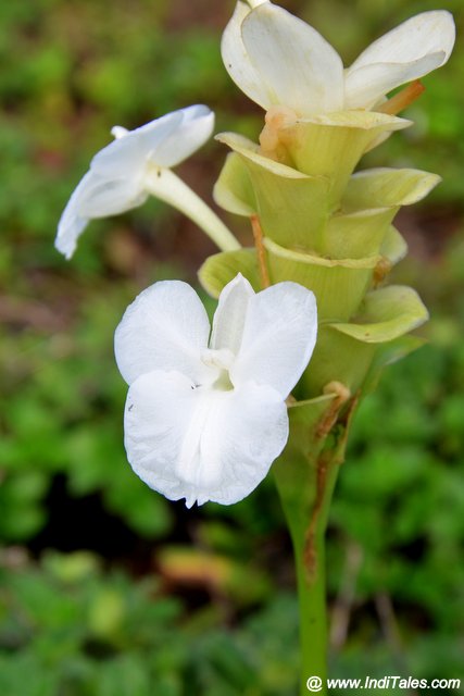 Hitchenia Caulina or Indian Arrowroot flower