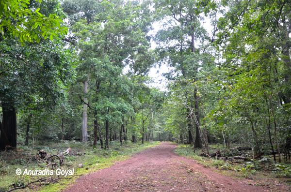 Finally back on track at Cotigao Wildlife Sanctuary