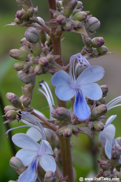 Rotheca Serrata or Blue Fountain Bush flower at Kaas Plateau