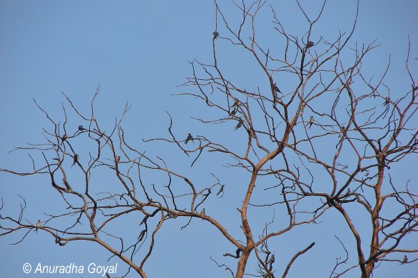 Birds on the tree branches