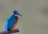 Common Kingfisher bird, Goa