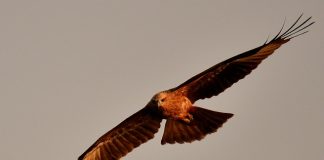 Black Kite bird-in-flight, Goa