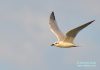 Slender-billed Gull bird in-flight
