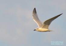 Slender-billed Gull bird in-flight