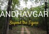Bandhavgarh National Park beyond tigers