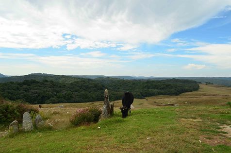 Mawphlang Sacred Grove