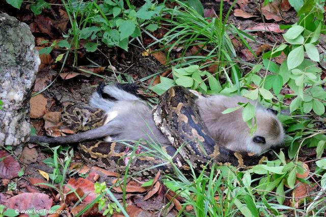 Python Killing a Langur monkey at Kanha National Park