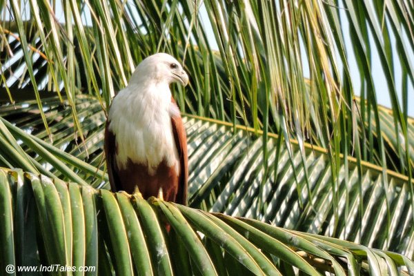 Brahminy Kite atop a Coconut tree