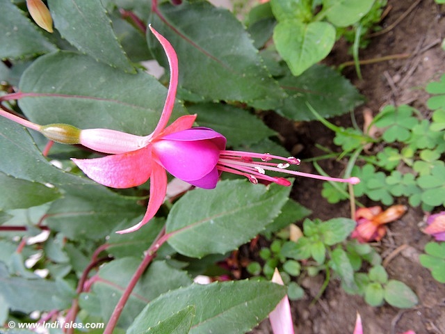 Fuschia Flower at Thanedar