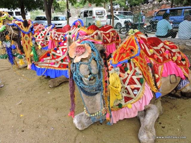 Camels outside Maharana Pratap Memorial
