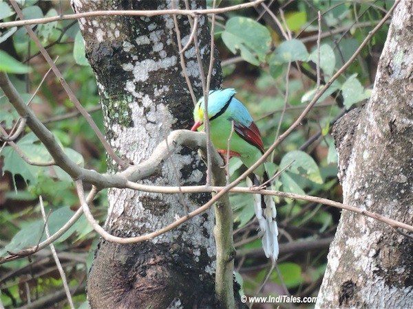 Colorful Common Green Magpie Bird at Baiguney