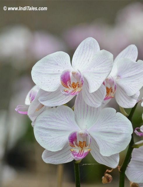 Pink and White Orchid flowers