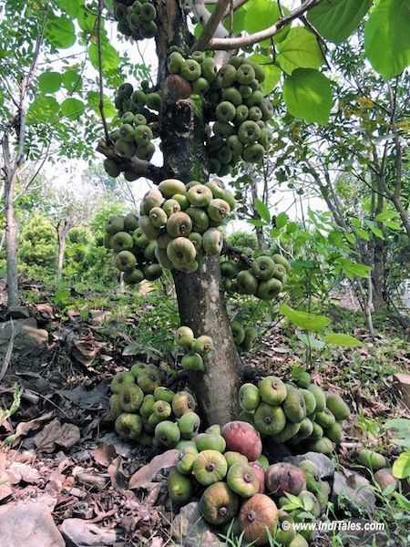 Fig Tree