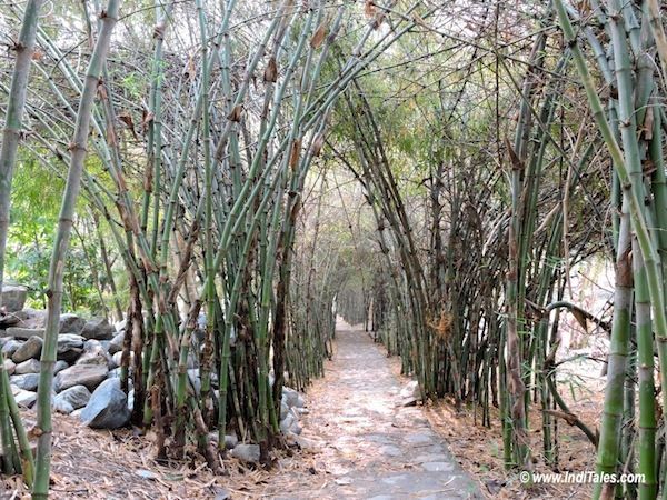 Bamboo canopy walkway