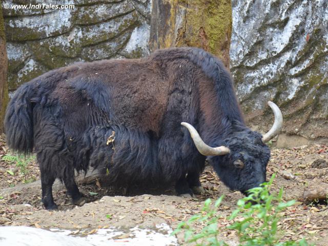 Yak at Padmaja Naidu Himalayan Zoological Park