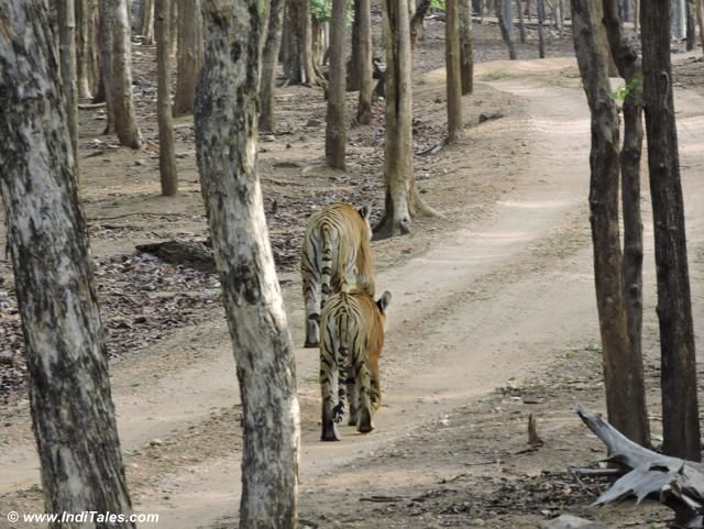 Family of tigers walking in the woods of Pench National Park
