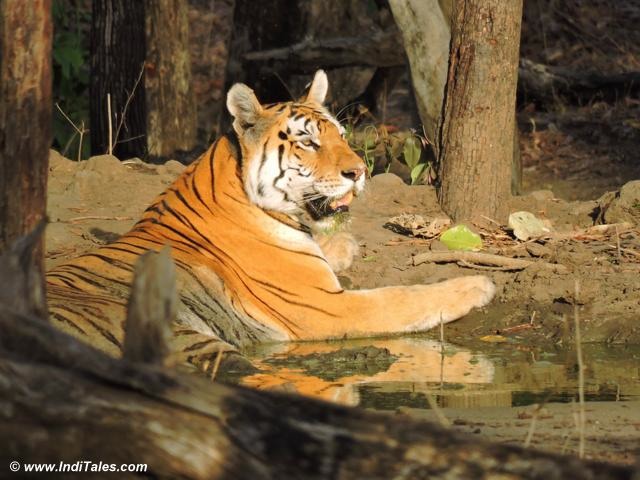 Alert Collarwali Tigress at Pench National Park, Tiger Reserve