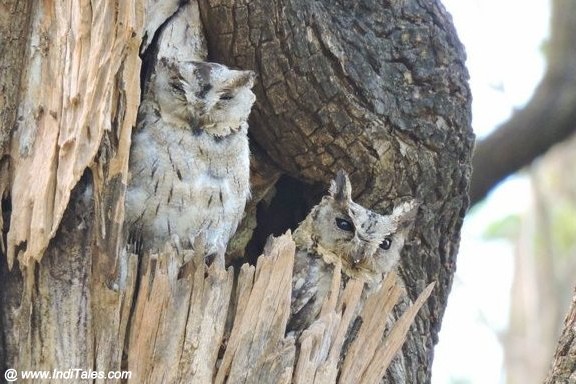 Indian Scops Owl - Birds of Pench National Park