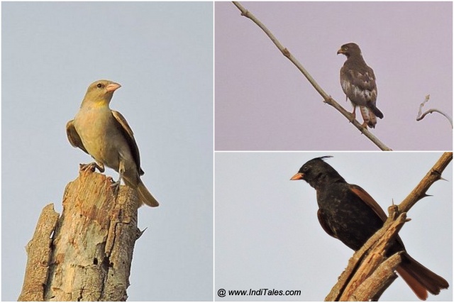 Yellow-throated Sparrow, White-eyed Buzzard, and Jacobin Cuckoo birds