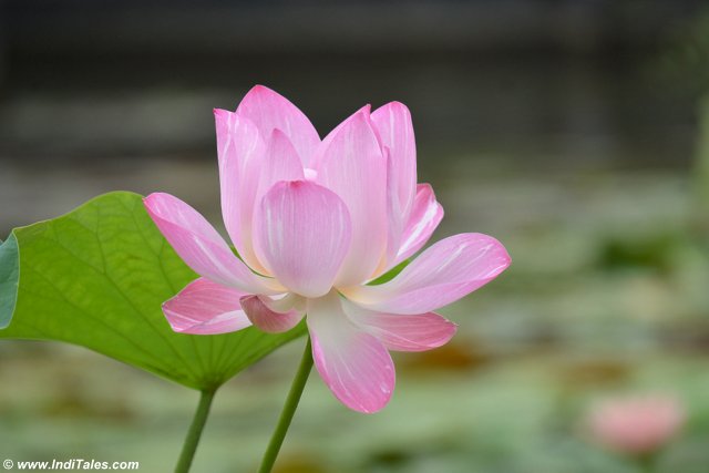 Lotus - The National Flower of India 