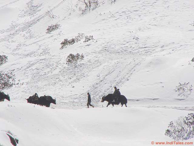 Locals and Yak on snow clad mountains en route to Nathu La Pass