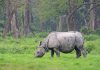 Single-horned Rhinoceros grazing at Hollong