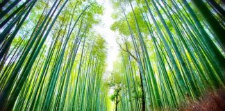 Arashiyama Bamboo Grove Kyoto Top Attractions