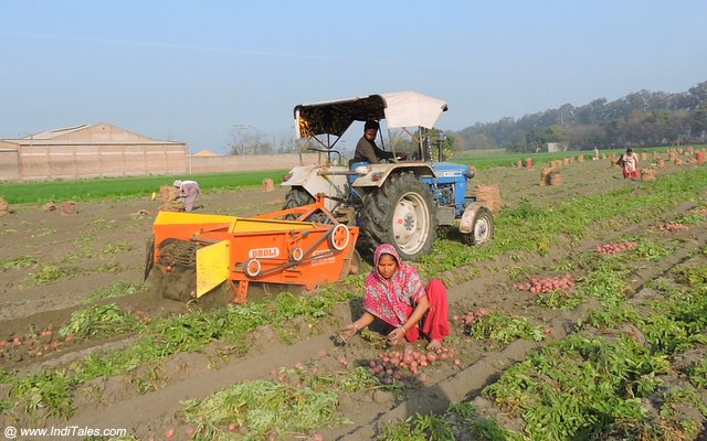 Fields of Punjab
