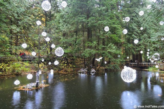 Christmas Lights in British Columbia Rainforest