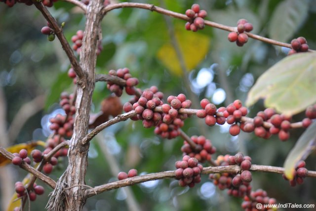 Coffee beans at Coffee Plantation in Coorg