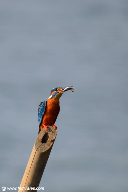 Common Kingfisher bird with a catch of Fish