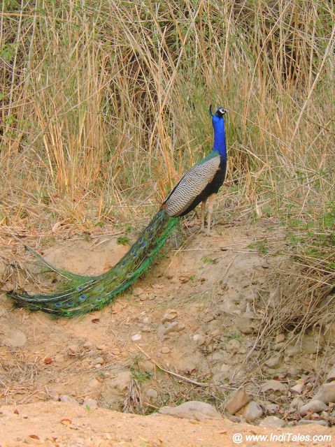 Indian Peafowl at Chilla