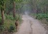 Rajaji National Park Safari Path