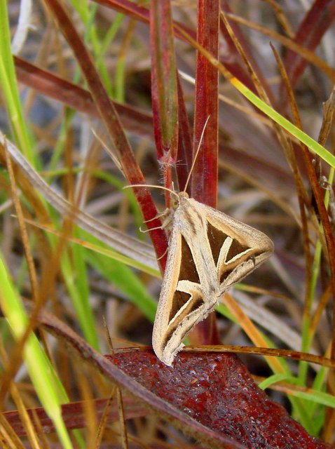 Triangles or Trigonodes hyppasia moth captured at Satpura National Park walking Jungle Safari